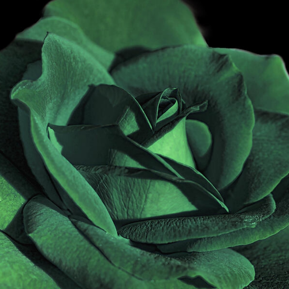 Meet your Posher, Roaz